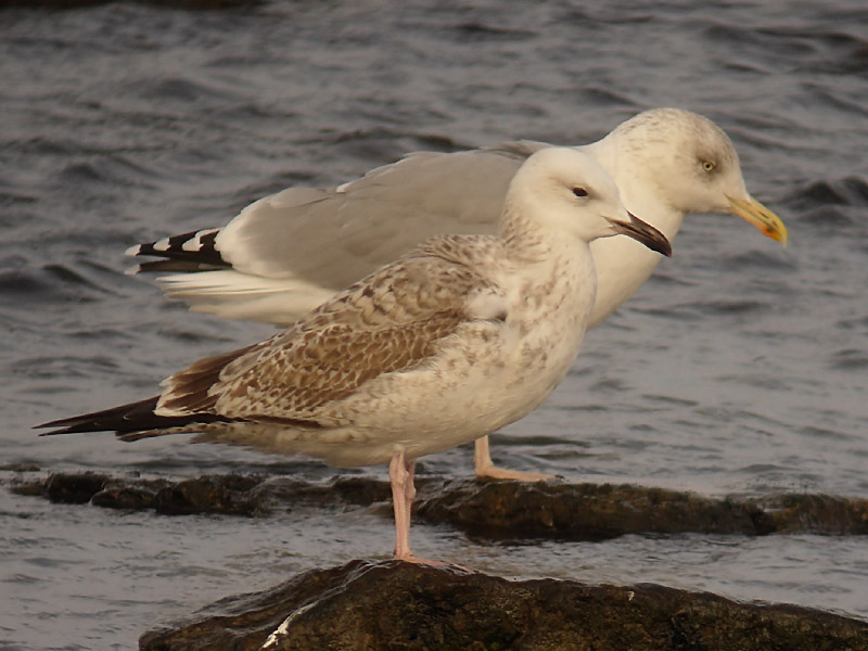 Kaspisk trut - Caspian Gull  (Larus cachinnans)