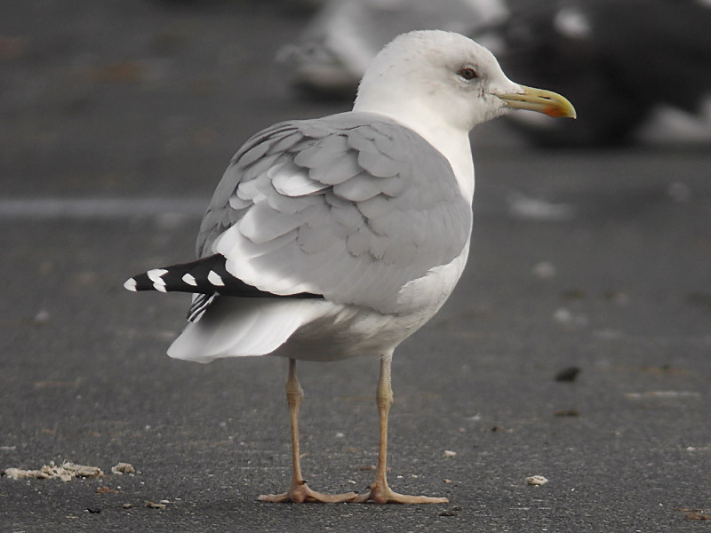 Kaspisk trut - Caspian Gull (Larus cachinnans)