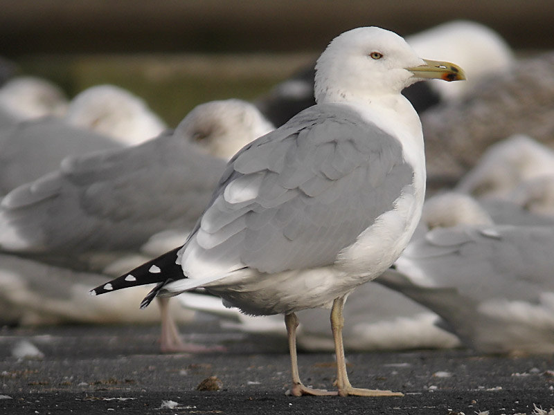 Kaspisk trut - Caspian Gull (Larus cachinnans)