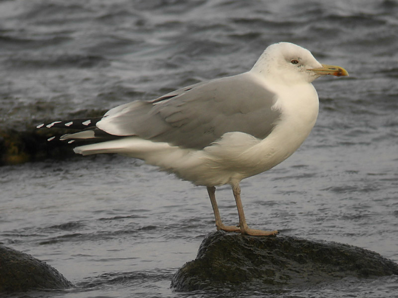 Kaspisk trut - Caspian Gull (Larus cachinnans)