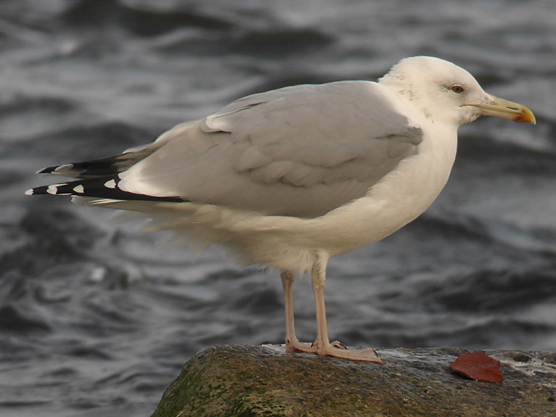 Kaspisk trut - Caspian Gull (Larus cachinnans)