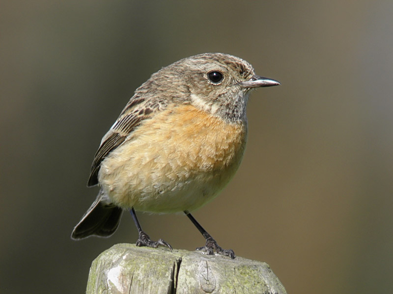 Svarthakad buskskvätta - European Stonechat (Saxicola rubicVästlig svarthakad buskskvätta - Common Stonechat (Saxicola torquata)