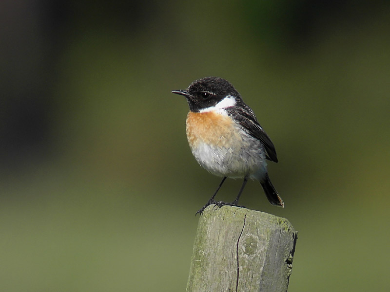 Svarthakad buskskvätta - European Stonechat (Saxicola rubicVästlig svarthakad buskskvätta - Common Stonechat (Saxicola torquata)