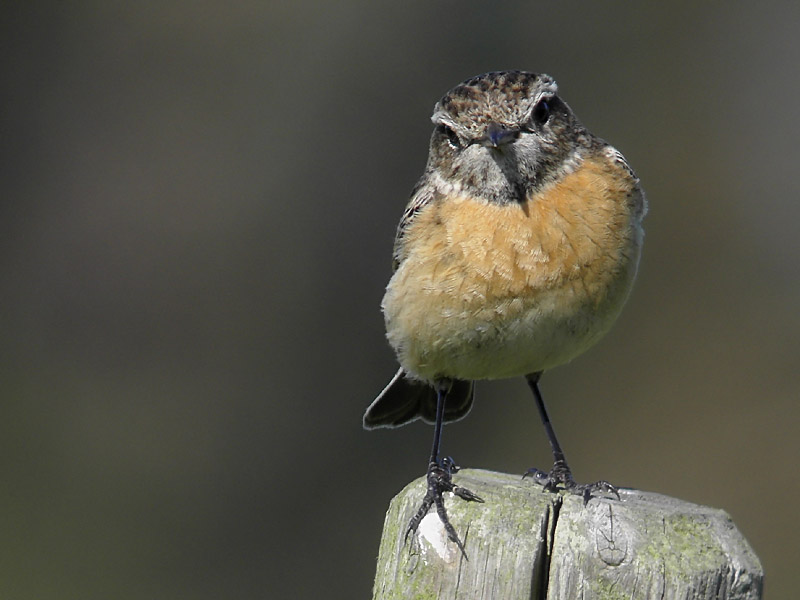Svarthakad buskskvätta - European Stonechat (Saxicola rubicola)