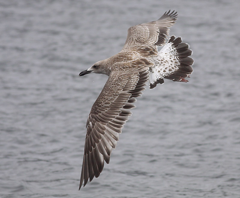 Kaspisk trut - Caspian Gull  (Larus cachinnans)