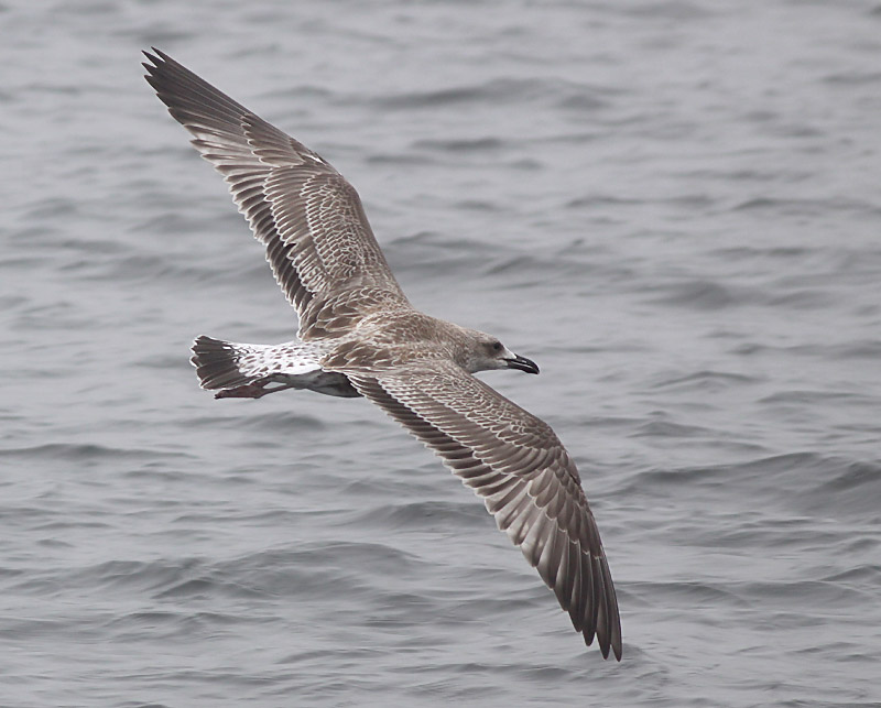 Kaspisk trut - Caspian Gull  (Larus cachinnans)