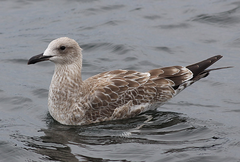 Kaspisk trut - Caspian Gull  (Larus cachinnans)