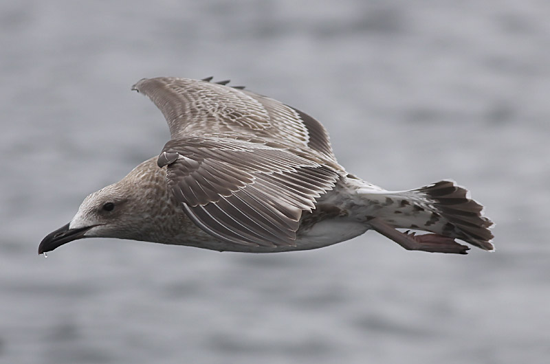 Kaspisk trut - Caspian Gull  (Larus cachinnans)