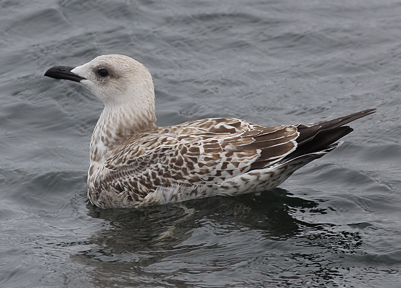 Medelhavstrut - Yellow-legged Gull  (Larus michahellis)