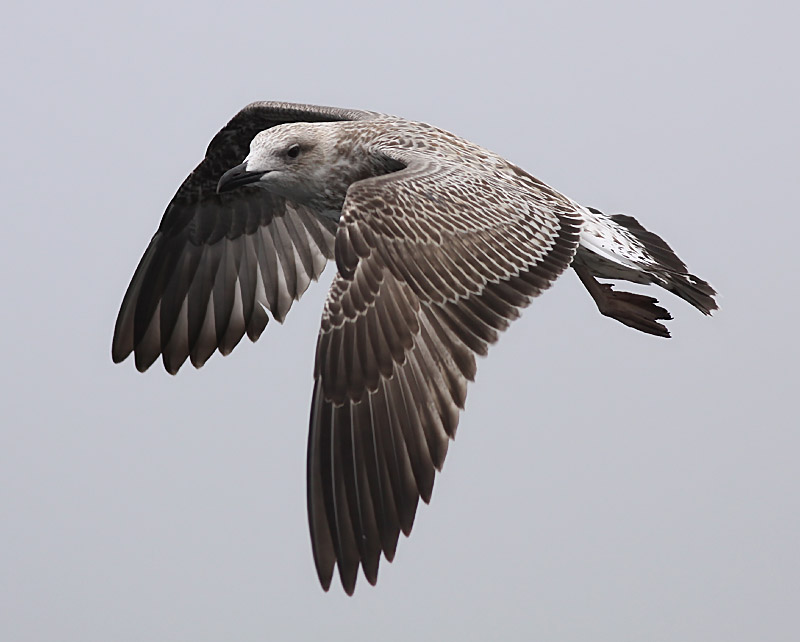 Medelhavstrut - Yellow-legged Gull  (Larus michahellis)