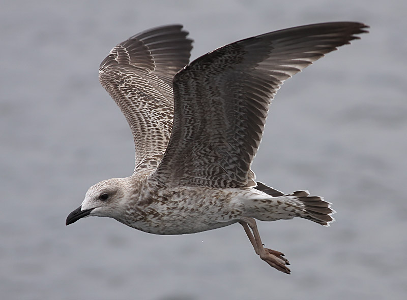 Medelhavstrut - Yellow-legged Gull  (Larus michahellis)