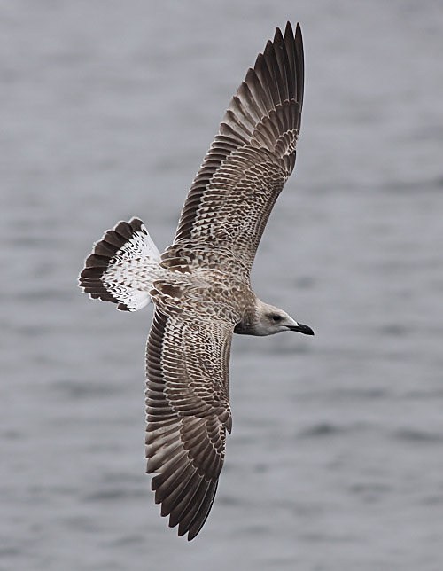 Medelhavstrut - Yellow-legged Gull  (Larus michahellis)