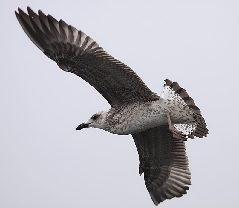 Medelhavstrut - Yellow-legged Gull  (Larus michahellis)