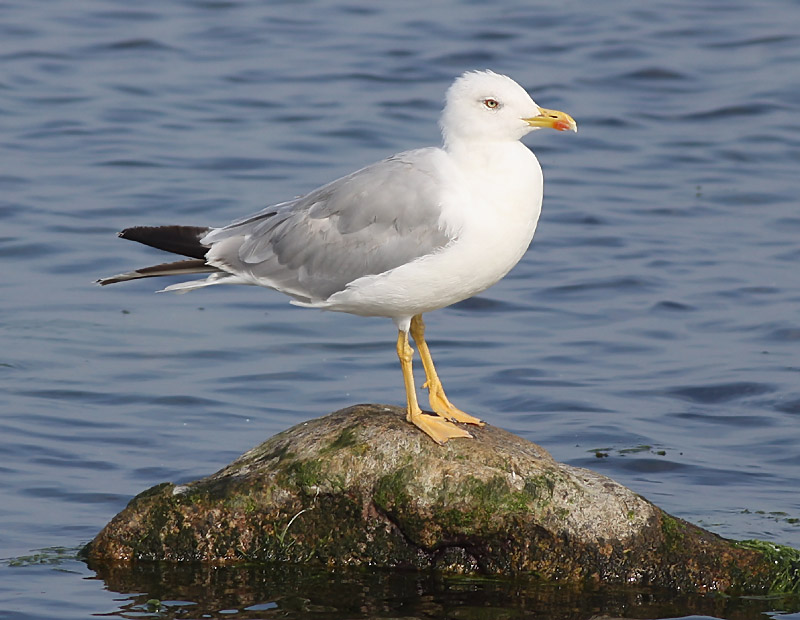 Medelhavstrut -Yellow-legged Gull (Larus michahellis)