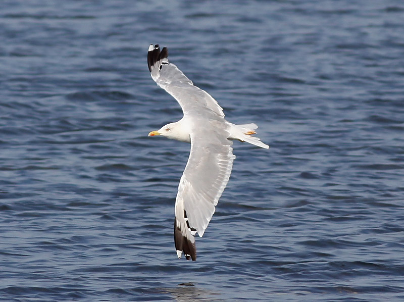 Medelhavstrut - Yellow-legged Gull