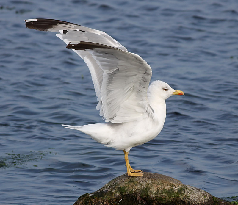Medelhavstrut - Yellow-legged Gull (Larus michahellis)