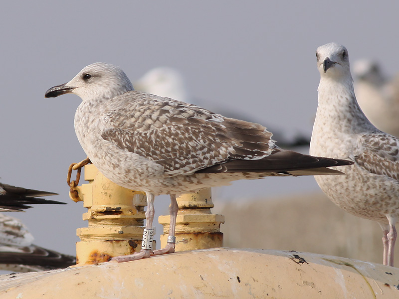 Grtrut - Herring Gull  (Larus argentatus)