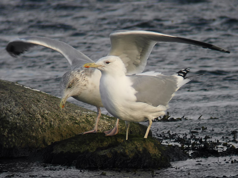Kaspisk trut - Caspian Gull (Larus cachinnans)