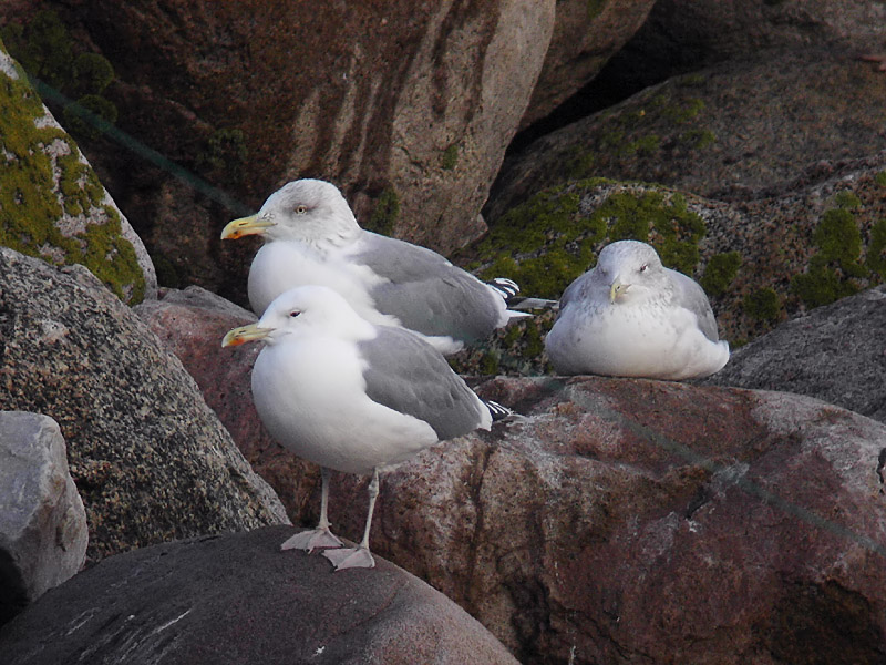 Kaspisk trut - Caspian Gull (Larus cachinnans)