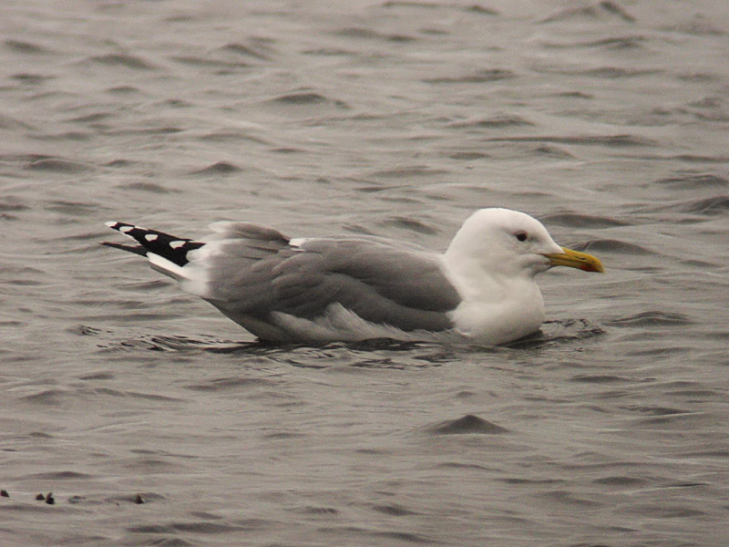 Kaspisk trut - Caspian Gull (Larus cachinnans)