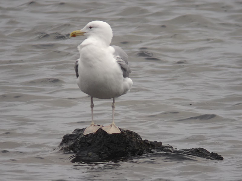Kaspisk trut - Caspian Gull (Larus cachinnans)