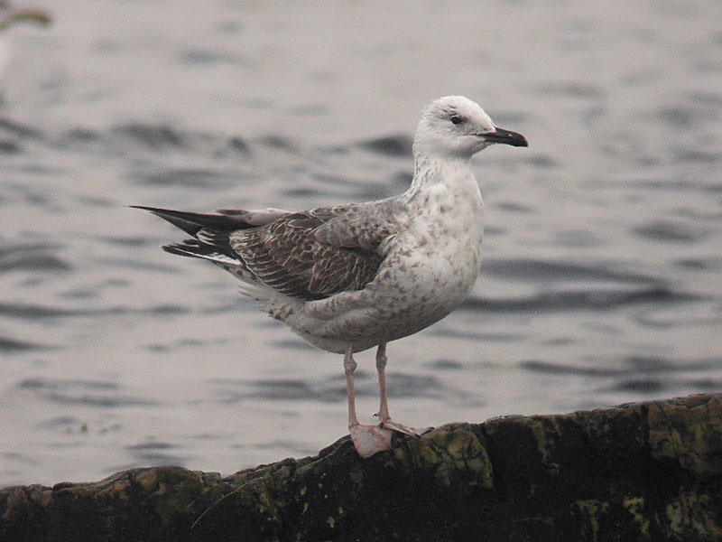Kaspisk trut - Caspian Gull (Larus cachinnans)