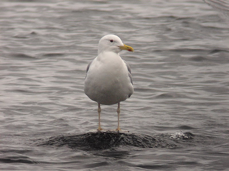 Kaspisk trut - Caspian Gull (Larus cachinnans)