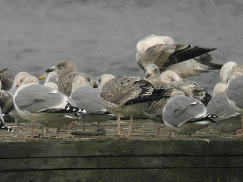 Medelhavstrut - Yellow-legged Gull  (Larus michahellis)