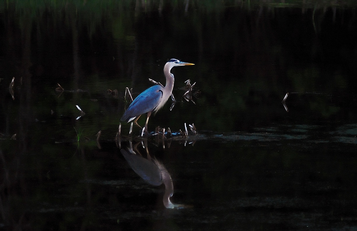 Great Blue Heron