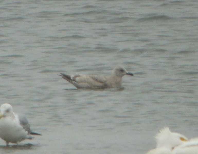 Thayers Gull