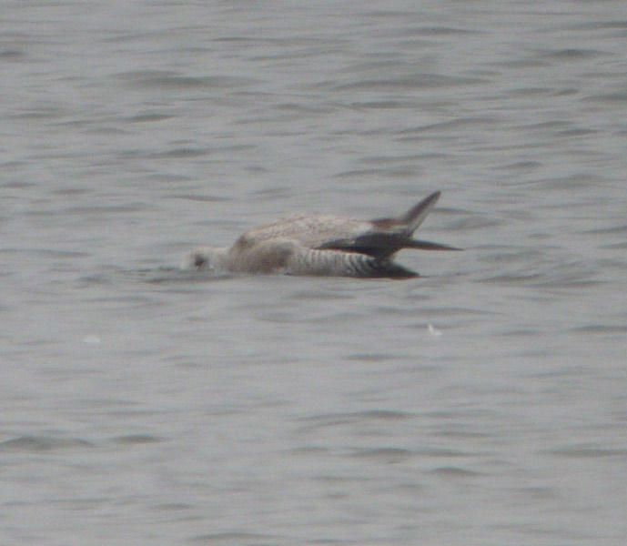 Thayers Gull