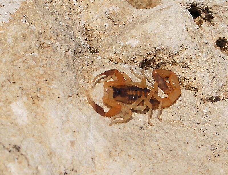 Striped Scorpion, Centruroides vittatus