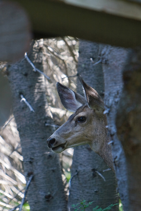 mulie.jpg