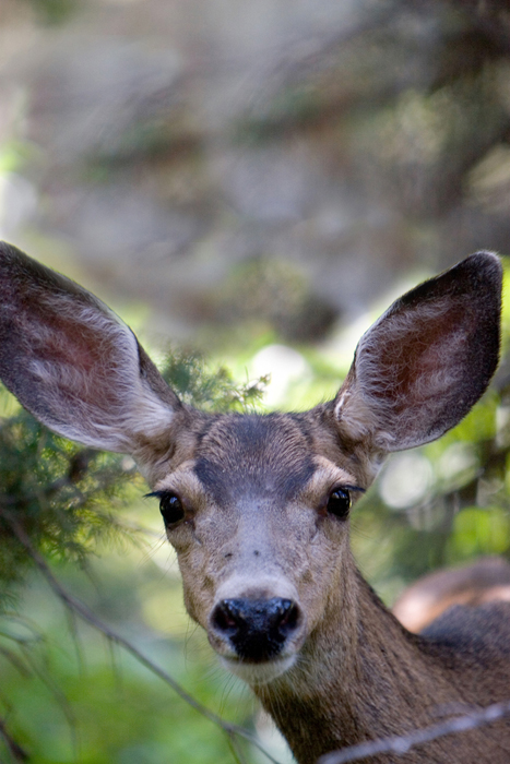 mulie face.jpg