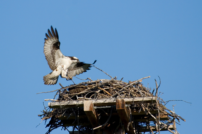 osprey mom.jpg