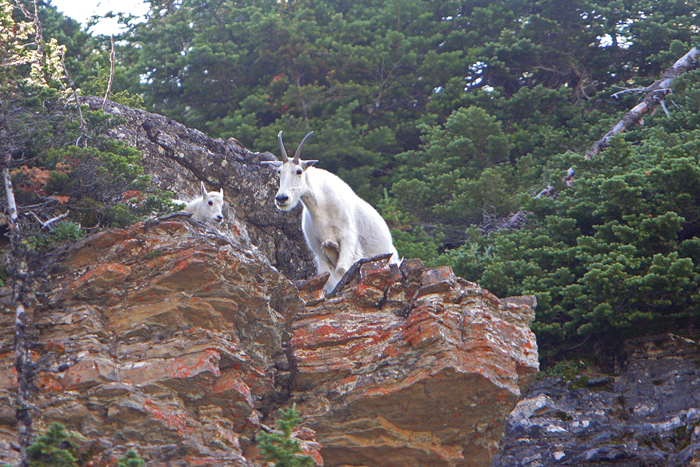 sheep high ledge.jpg