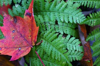 Fall fern.jpg