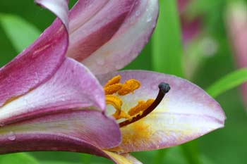 Lilly up close.jpg