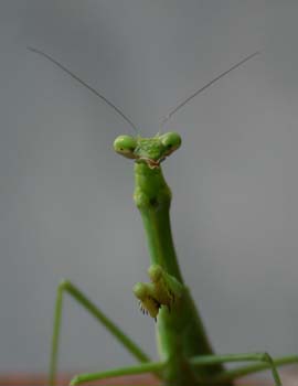 mantis face.jpg