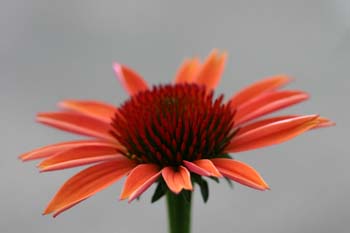 red cone flower.jpg