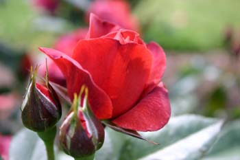 rose with buds.jpg