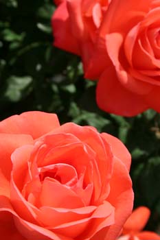 roses.jpg