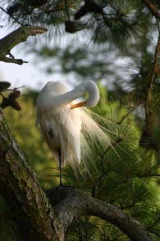 egret.jpg