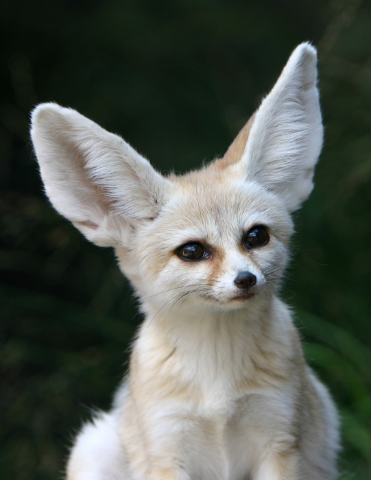 fennec fox portrait.jpg