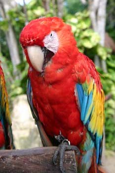 parrot.jpg