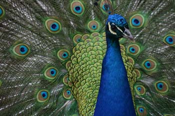 Peacock.jpg