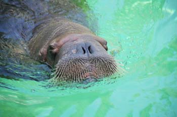 walrus.jpg