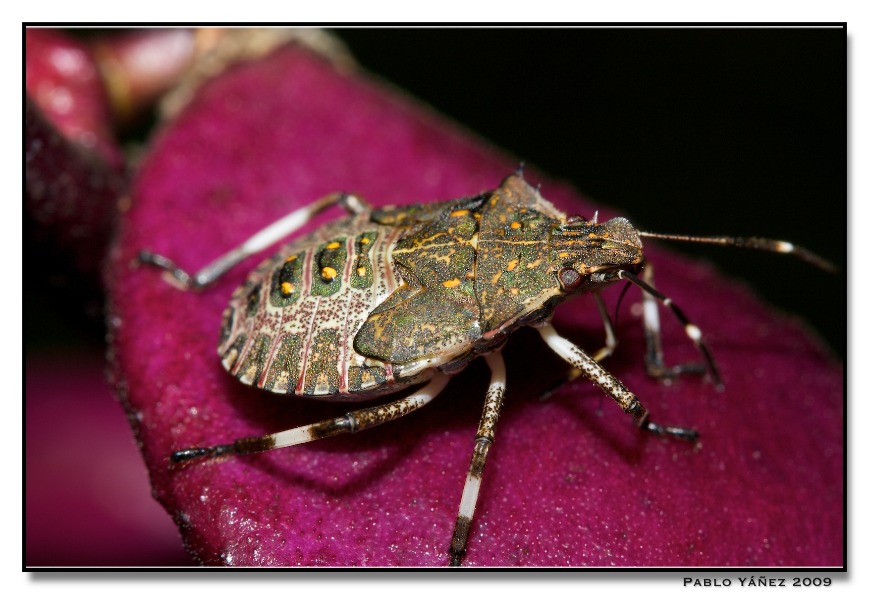 Shield Bug & New Journal