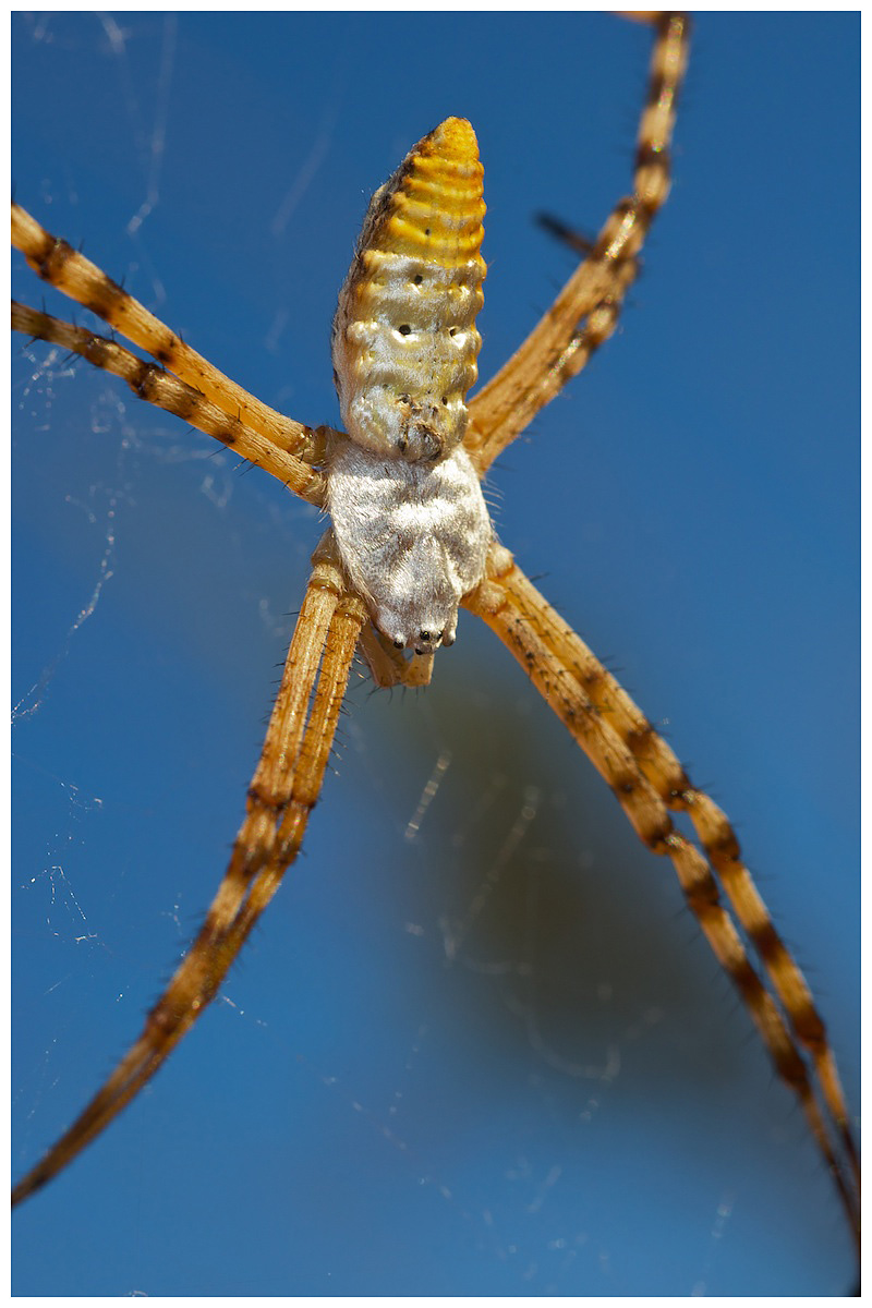 Glen Canyon Orb Weaver
