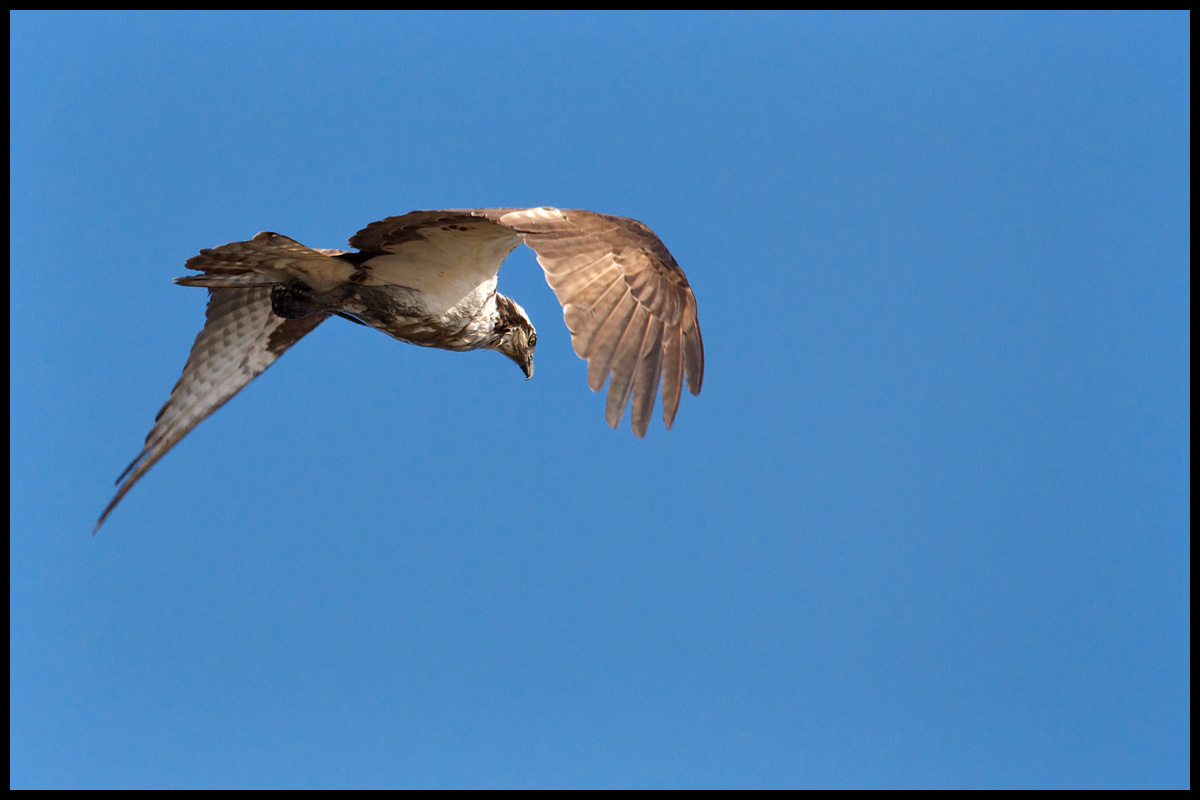 Osprey